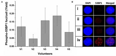 Establishment of in vitro Calibration Curve for 60Co-γ-rays Induced Phospho-53BP1 Foci, Rapid Biodosimetry and Initial Triage, and Comparative Evaluations With γH2AX and Cytogenetic Assays